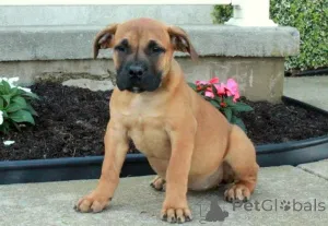 Фото №1. бурбуль - купить в Baierbrunn за договорная. Объявление №162359