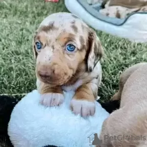 Фото №3. Adorable dachshund.  Россия