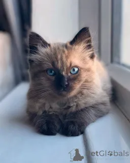 Фото №2 к объявлению №155560 о продаже рэгдолл - купить в Дании частное объявление