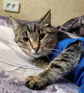 Дополнительные фото: Кошечка Пружинка в добрые руки.