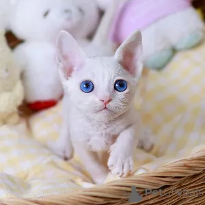 Фото №2 к объявлению №158646 о продаже девон рекс - купить в Франции частное объявление