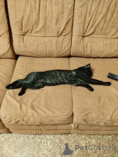 Дополнительные фото: Бенгальский Леопард