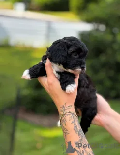 Фото №4. Продажа кинг-чарльз-спаниеля в Флориде заводчик - цена договорная