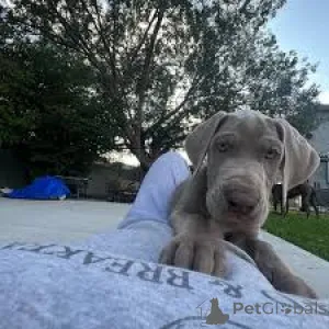 Фото №3. Preciosos cachoros de Gran Danés en Venta.  Испания