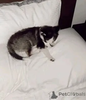 Дополнительные фото: Готов к работе!! ищу семью, которая будет любить и брать их в качестве