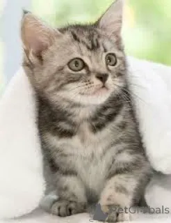 Фото №3. Американская короткошерстная кошка-Kätzchen zu verkaufen. Австрия