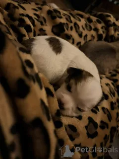 Дополнительные фото: Щенки чихуахуа Мальтипу х чашка.