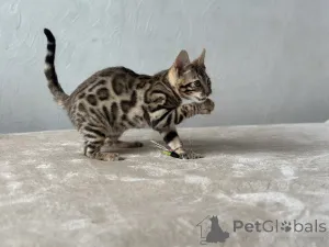 Дополнительные фото: Шикарный Бенгальский мальчик в разведение