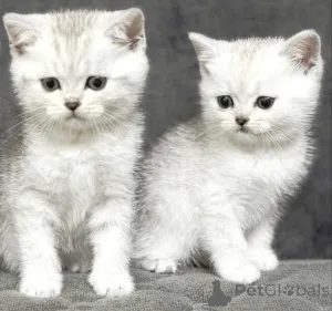 Фото №3. Продам шотландского котенка. Беларусь