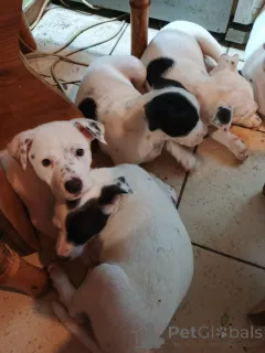 Фото №2 к объявлению №146375 о продаже американского стаффордширского терьера - купить в Украине частное объявление