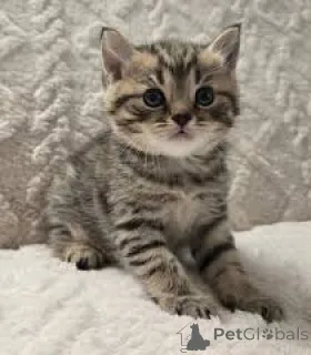 Фото №3. Chatons Européens на поле, доступное на вечеринке.. Бельгия