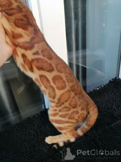 Дополнительные фото: Бенгальский кот Aykamam Amur для разведения