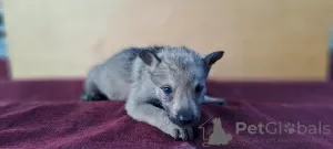 Дополнительные фото: Щенки чехословацкой волчьей собаки