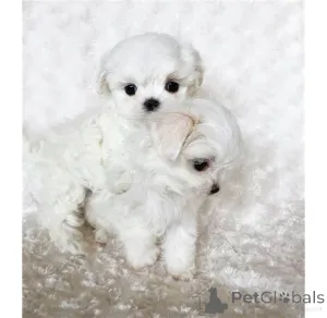 Фото №2 к объявлению №160969 о продаже мальтийскую болонку - купить в Франции частное объявление, заводчик