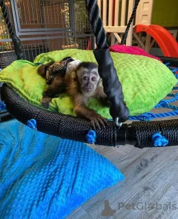 Фото №3. Привет всем, у нас есть очаровательные малыши, которым мы ищем для них. Германия