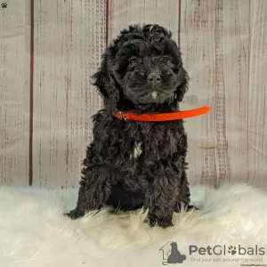 Дополнительные фото: Потрясающие щенки Goldendoodle