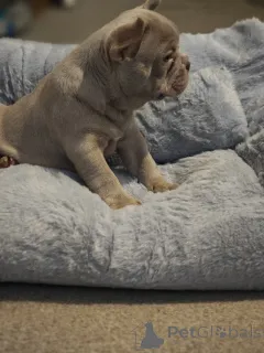 Дополнительные фото: Очаровательные щенки готовы растопить ваше сердце!