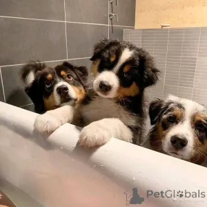 Фото №2 к объявлению №161351 о продаже австралийскую овчарку - купить в Германии частное объявление