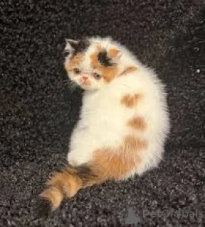 Фото №4. Продам экзотическую в Брюсселе частное объявление, заводчик - цена 46384₽