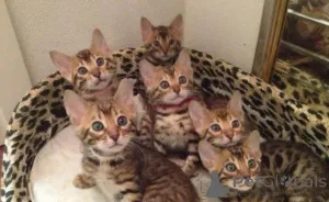 Фото №1. бенгальская - купить в Марселе за 46384₽. Объявление №165914