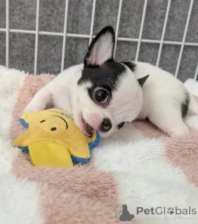 Фото №1. чихуахуа - купить в Toulouse за договорная. Объявление №165312