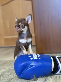 Фото №2 к объявлению №165368 о продаже чихуахуа - купить в Беларуси заводчик