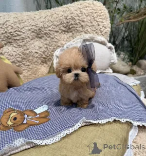 Фото №2 к объявлению №167648 о продаже пуделя (той) - купить в Германии частное объявление, из приюта