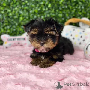 Дополнительные фото: Мини Йоркширского терьера щенков на продажу