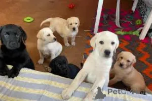 Фото №1. лабрадор-ретривер - купить в Брюсселе за 92767₽. Объявление №160908