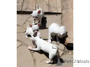 Дополнительные фото: Cachorros chihuahua en ancyción