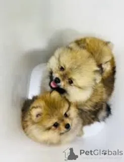 Фото №3. Продаются красивые щенки померанского шпица..  Германия