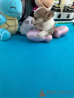 Дополнительные фото: Szczenięta чихуахуа Чашка do adopcji