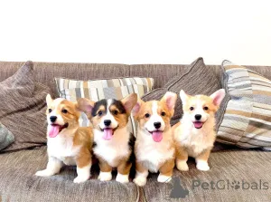 Дополнительные фото: Щенки вельш-корги пемброка пемброка