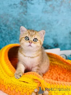 Фото №1. шотландская (скоттиш страйт) - купить в Киеве за 49283₽. Объявление №145302