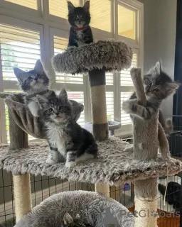 Фото №1. мейн-кун - купить в Лейпциг за 41745₽. Объявление №160426