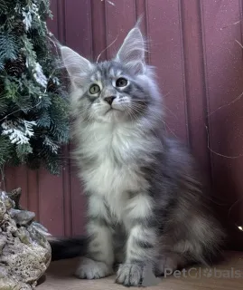 Фото №1. мейн-кун - купить в Баден-Бадене за 91839₽. Объявление №163670