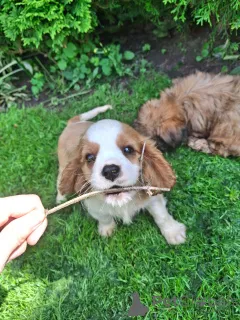 Дополнительные фото: мальчики Кавалер-Кинг-Чарльз-Спаниель