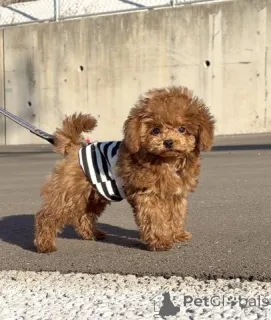 Фото №1. пудель (той) - купить в Берлине за договорная. Объявление №163991