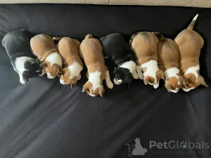 Фото №2 к объявлению №162764 о продаже басенджи - купить в Сербии 