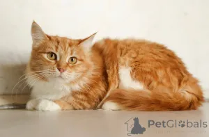 Фото №2 к объявлению №165152 о продаже  - купить в России частное объявление