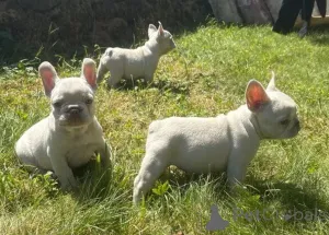 Фото №1. французский бульдог - купить в Минске за договорная. Объявление №175650
