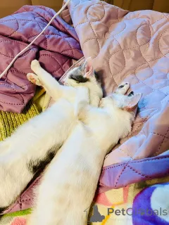 Дополнительные фото: Очаровательный брат с сестричкой в возрасте 4х месяц ищут дом.