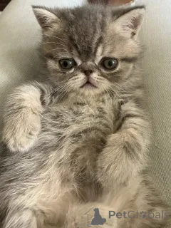 Фото №2 к объявлению №161617 о продаже экзотическая - купить в Бельгии частное объявление, заводчик