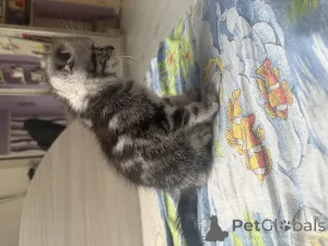 Фото №4. Продам шотландскую (скоттиш страйт) в Минске частное объявление - цена 5798₽