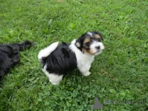 Фото №1. бивер-йоркширский терьер - купить в Zug за договорная. Объявление №140625