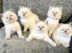 Фото №1. рэгдолл - купить в Dragsfjärd за договорная. Объявление №161992