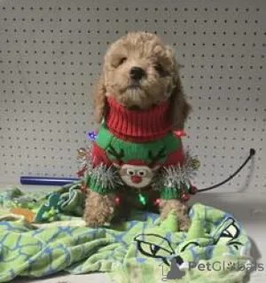 Фото №1. пудель (той) - купить в Бахмаче за 27830₽. Объявление №167866