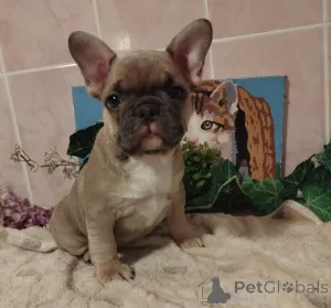 Дополнительные фото: Французский бульдог.