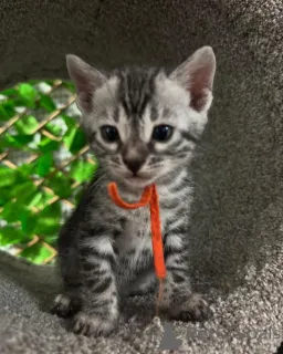 Фото №1. бенгальская - купить в Нант за 69575₽. Объявление №152771