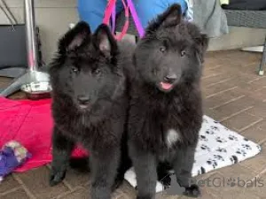 Фото №1. грюнендаль - купить в Брюсселе за 92767₽. Объявление №162603